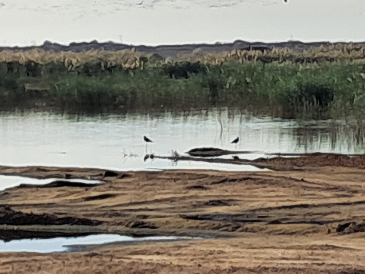 高蹺鴴 - ML645338700