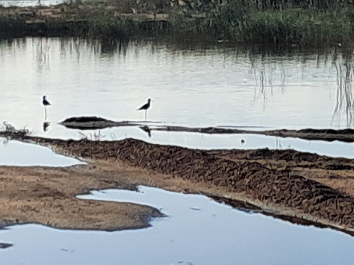 高蹺鴴 - ML645338701