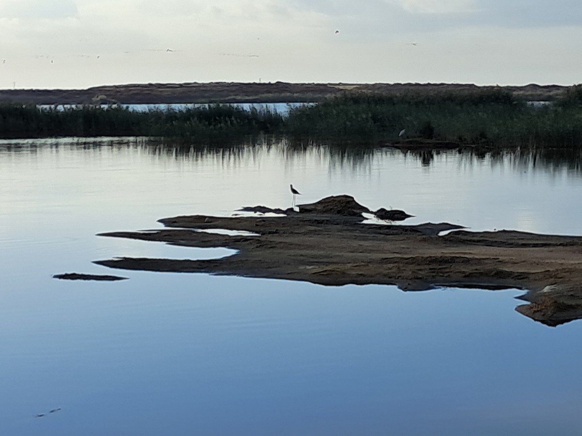 高蹺鴴 - ML645338702