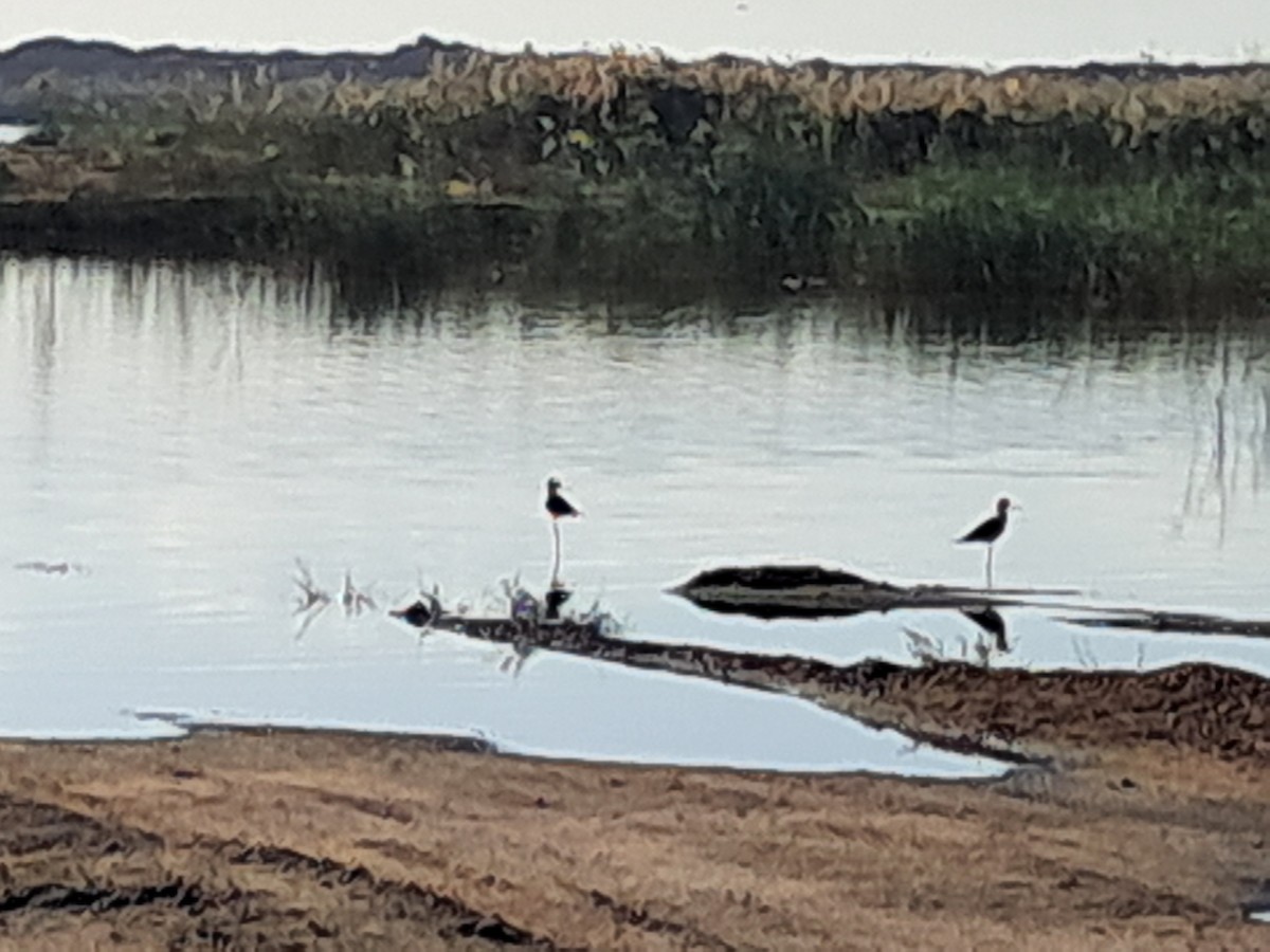 高蹺鴴 - ML645338703