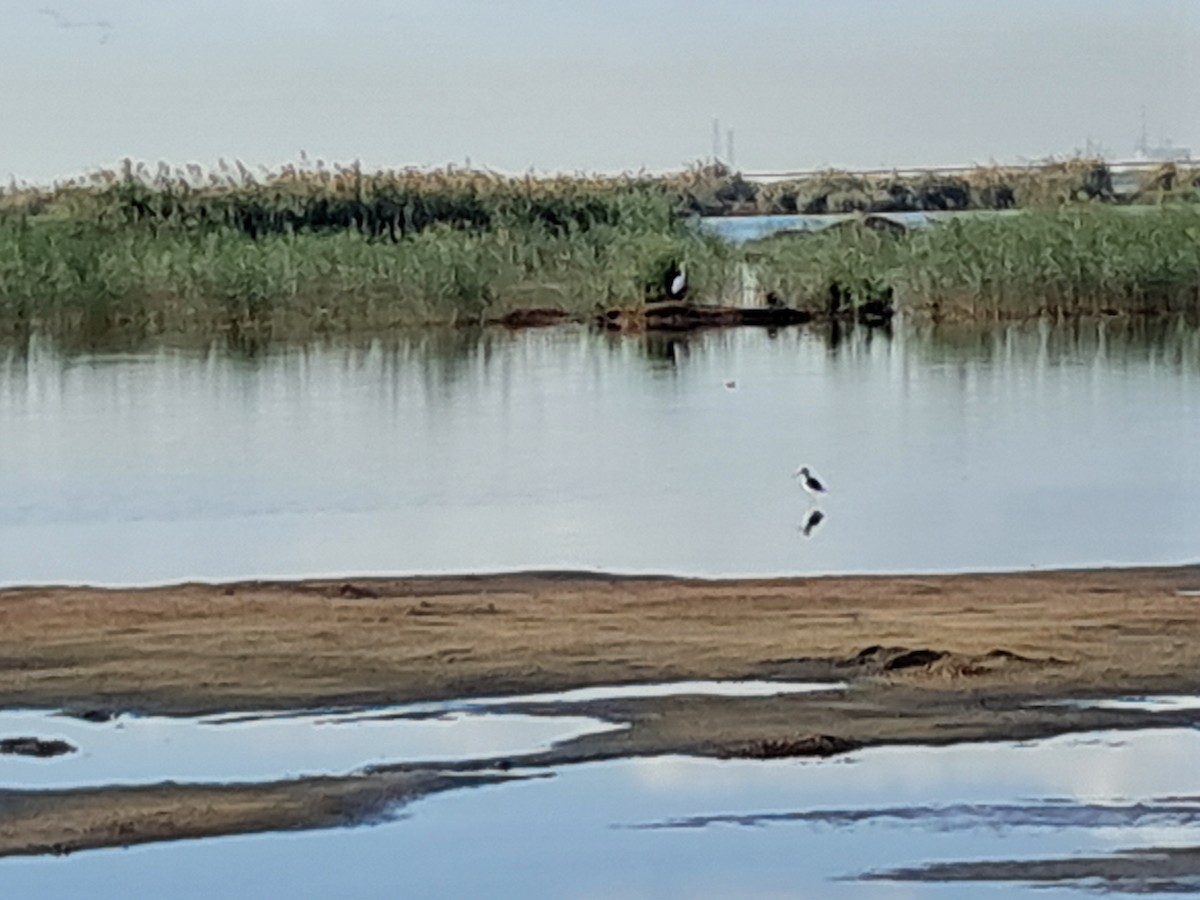 高蹺鴴 - ML645338704