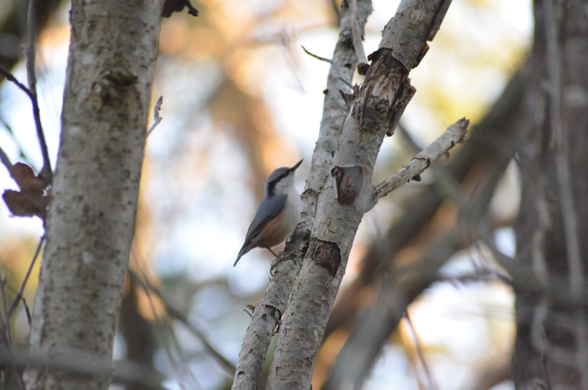 Повзик звичайний - ML645338710
