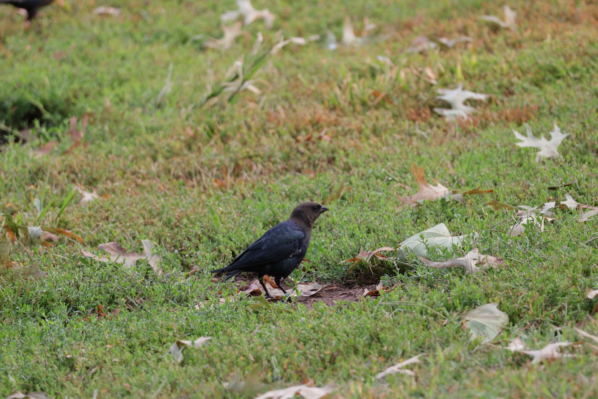 Brown-headed Cowbird - ML645338715