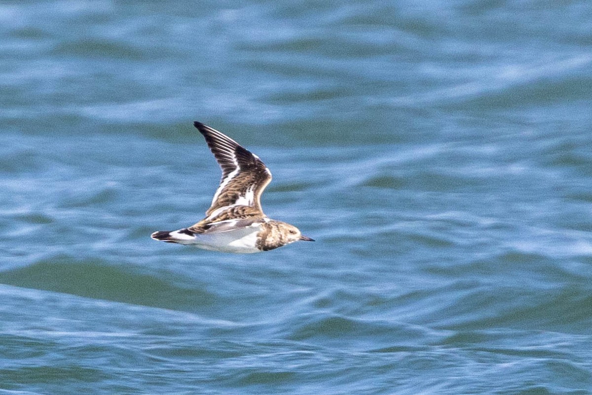 Ruddy Turnstone - ML645338716