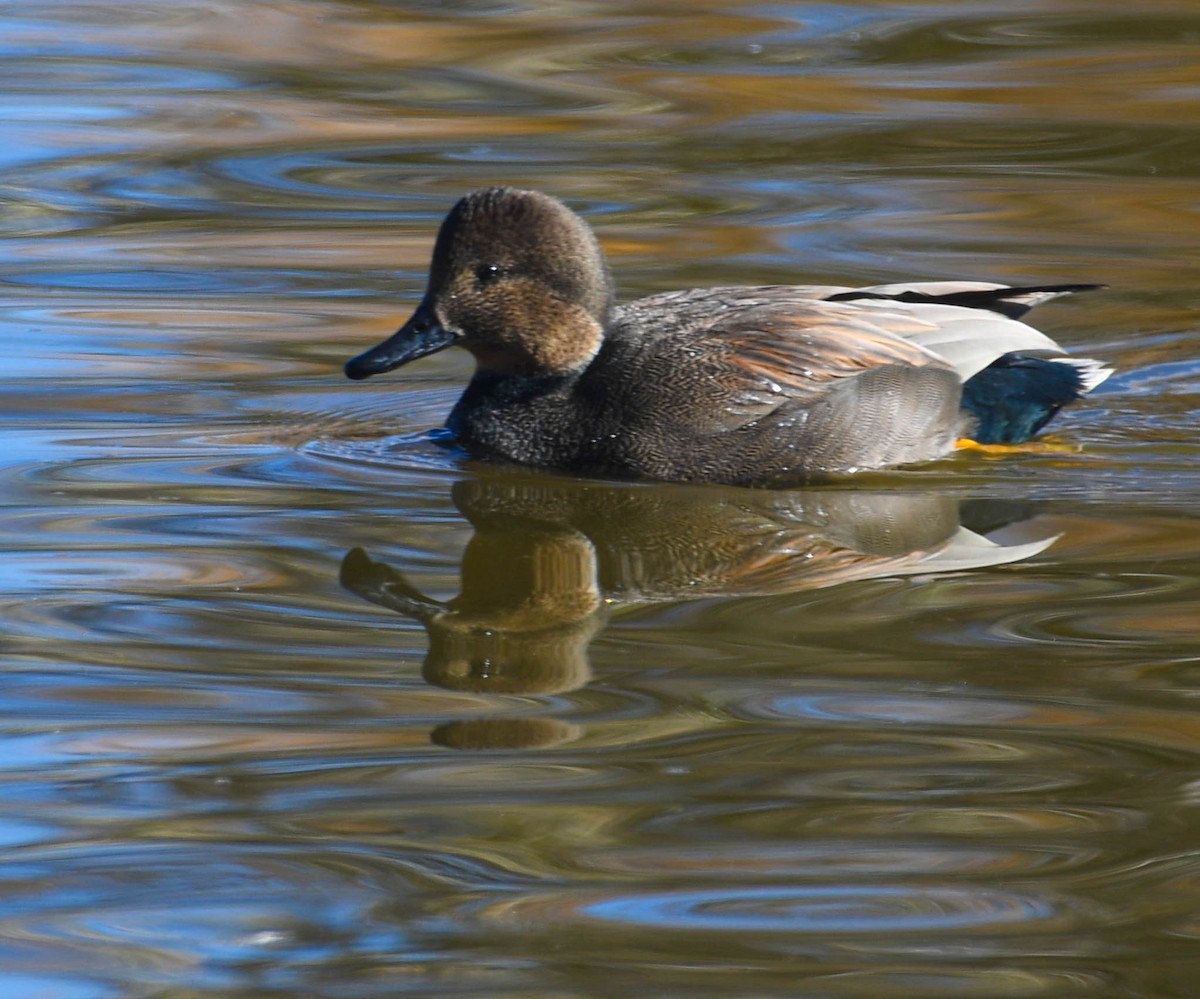 kopřivka obecná - ML645338723