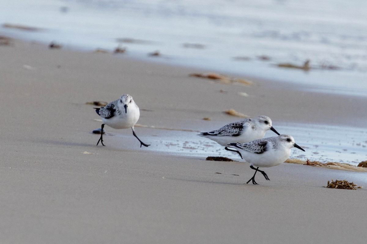 Sanderling - ML645338724