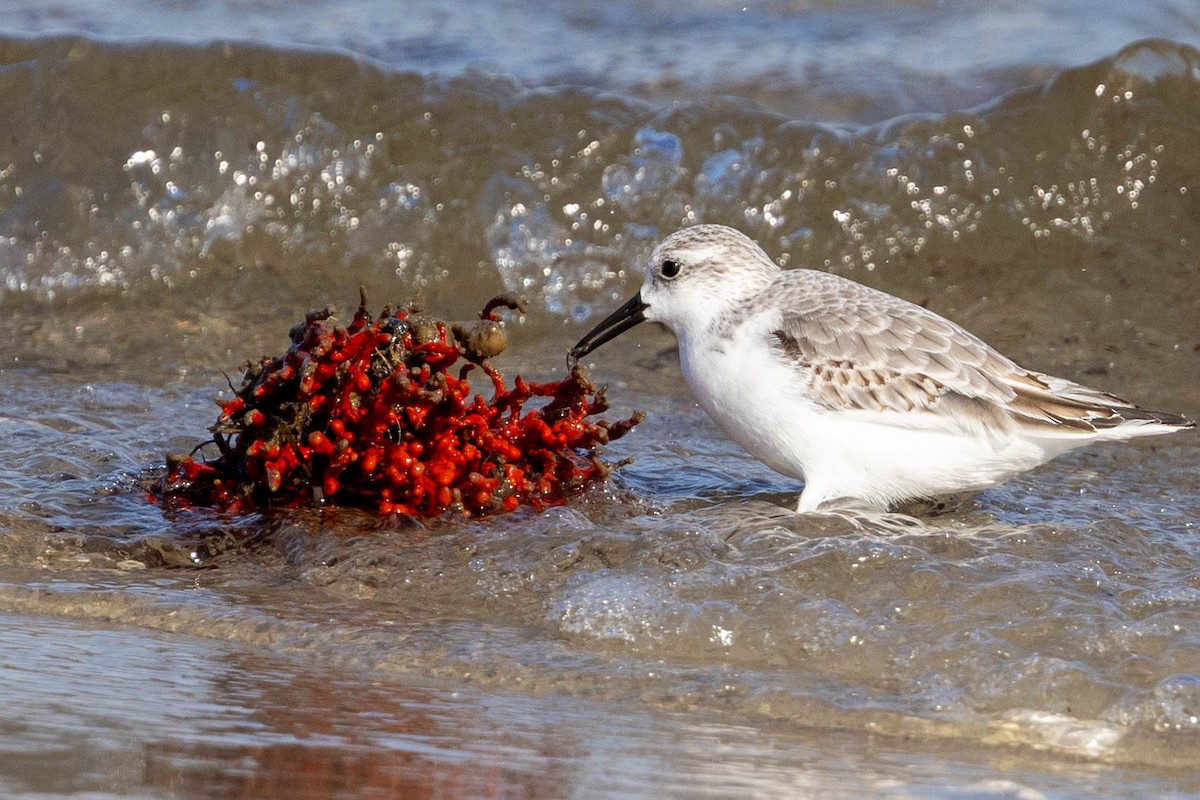 Sanderling - ML645338725