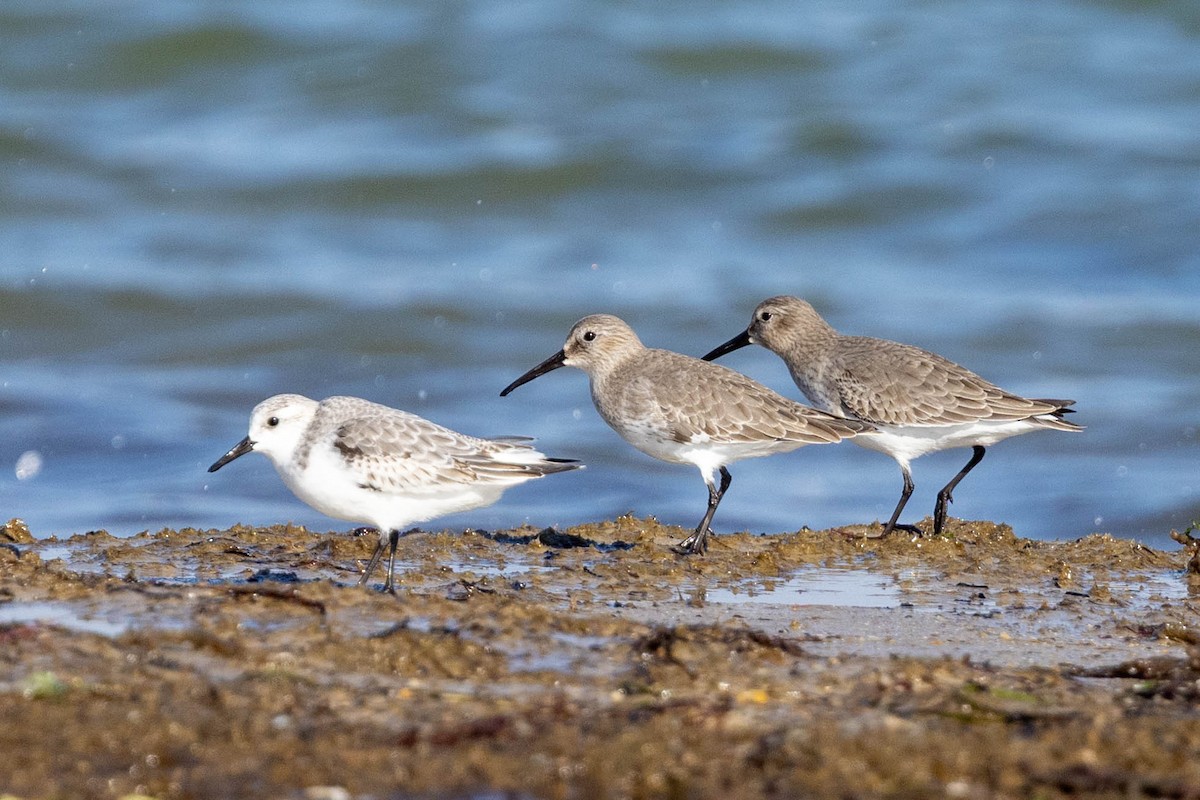 Dunlin - ML645338734