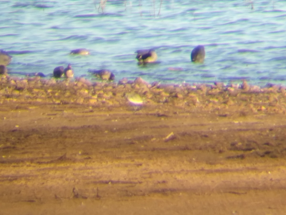 Black-bellied Plover - ML645338740