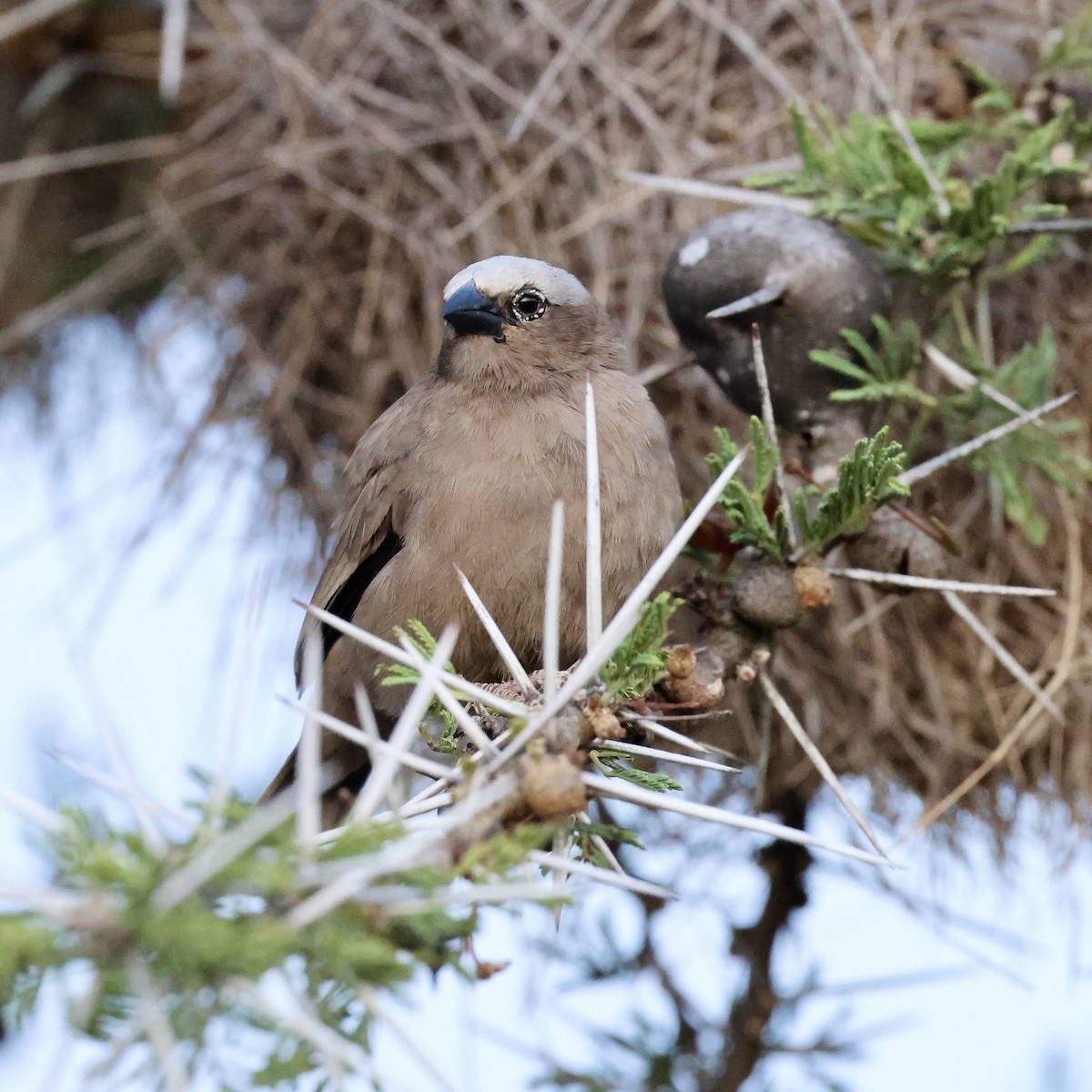 Marmorweber - ML645338749