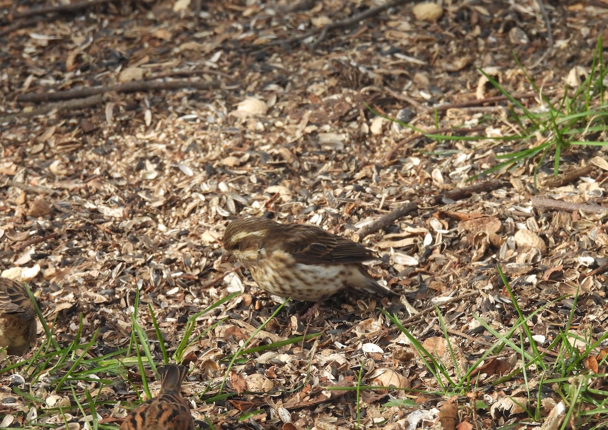Camachuelo Purpúreo - ML645338751