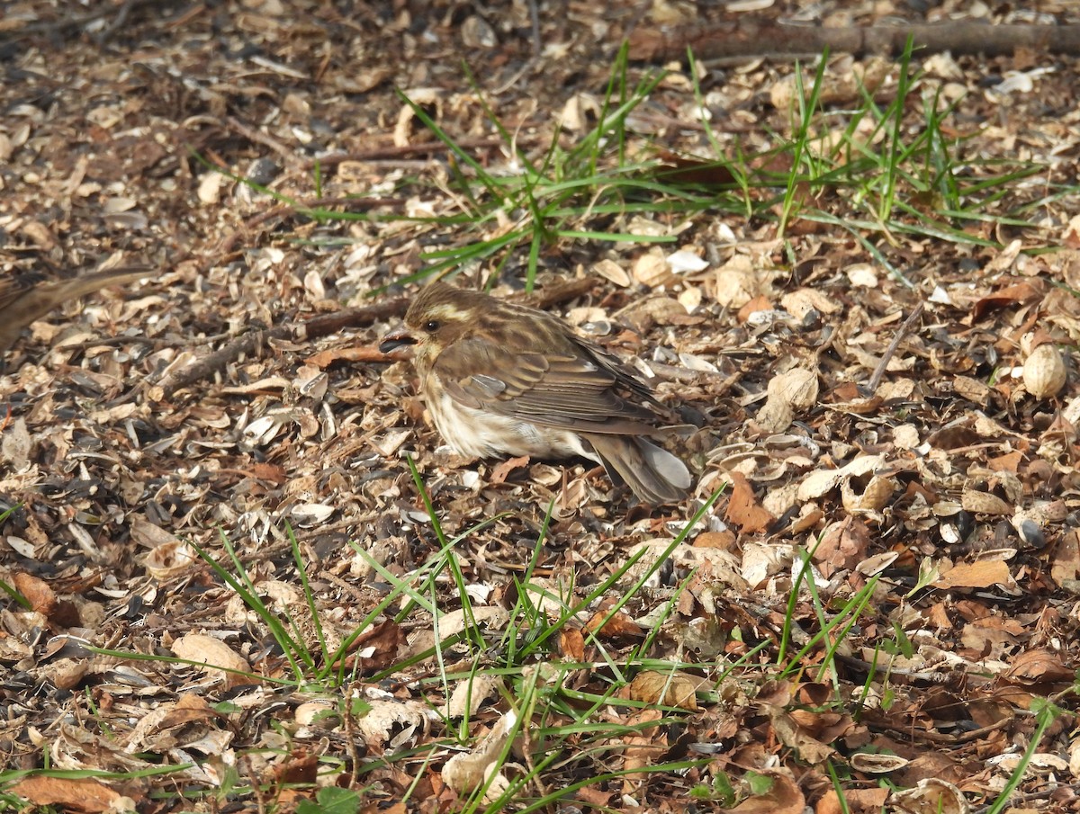 Camachuelo Purpúreo - ML645338752