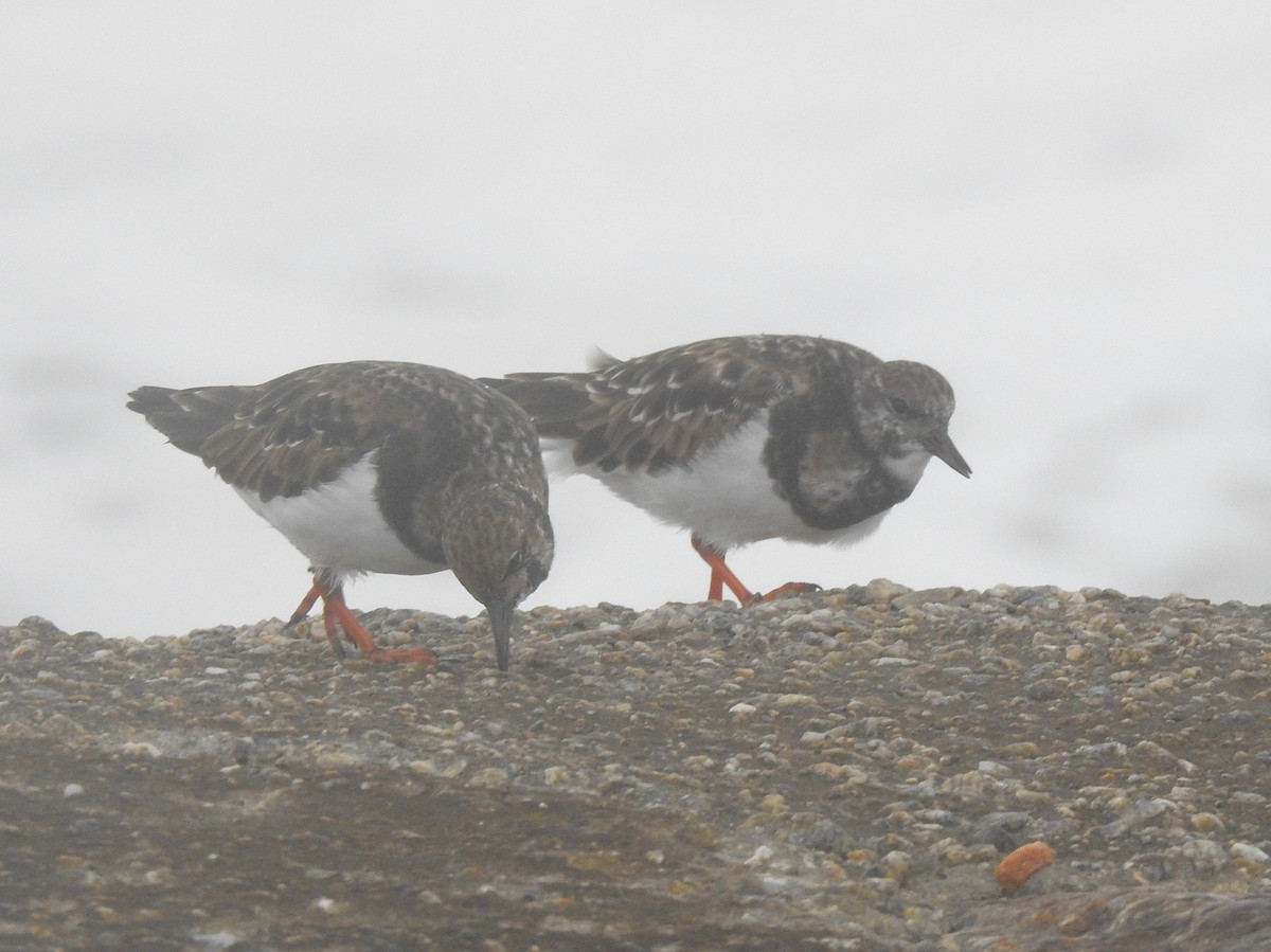 キョウジョシギ - ML645338766