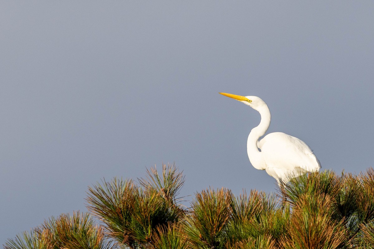 Great Egret - ML645338768