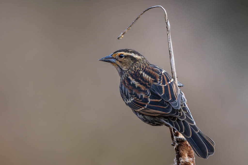 Red-winged Blackbird - ML645338772