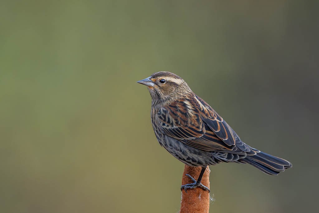 Red-winged Blackbird - ML645338773