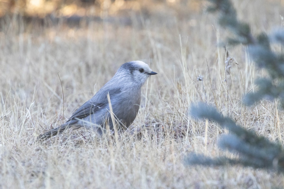 Canada Jay - ML645338777