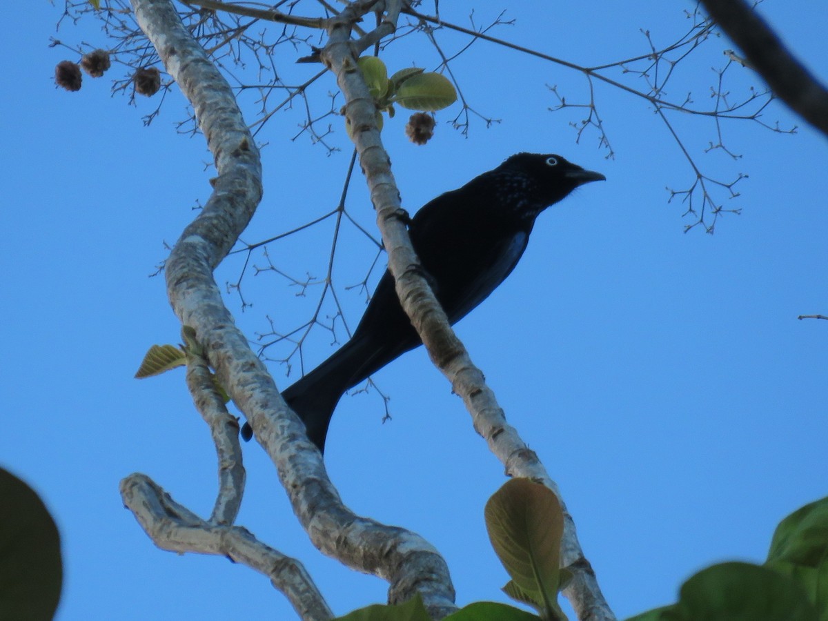 Hair-crested Drongo (White-eyed) - ML645338784