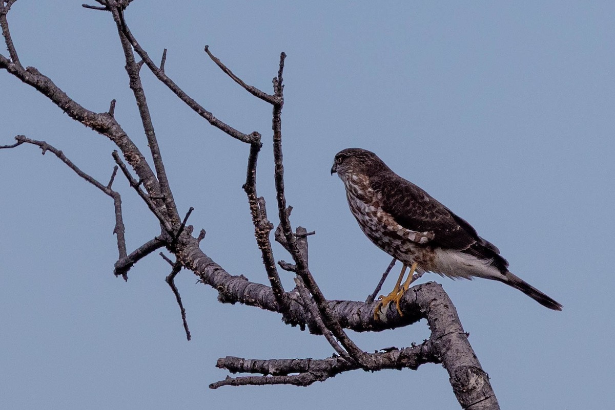 Sharp-shinned Hawk - ML645338786