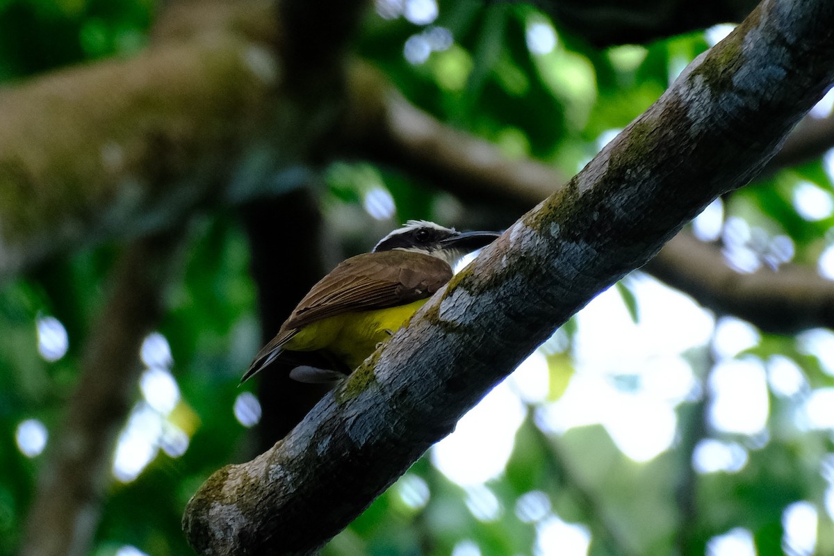 Boat-billed Flycatcher - ML645338790