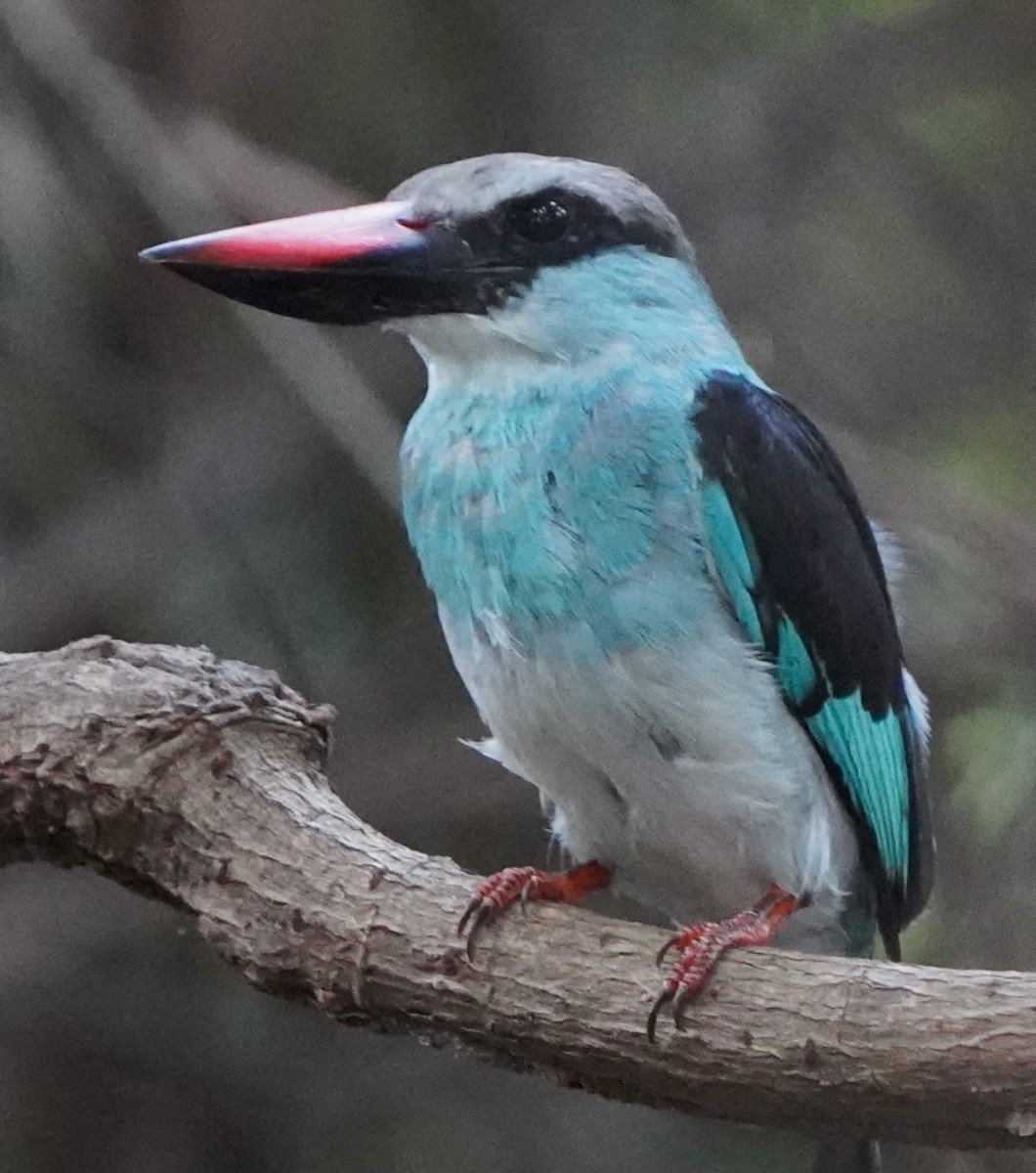 Blue-breasted Kingfisher - ML645338801