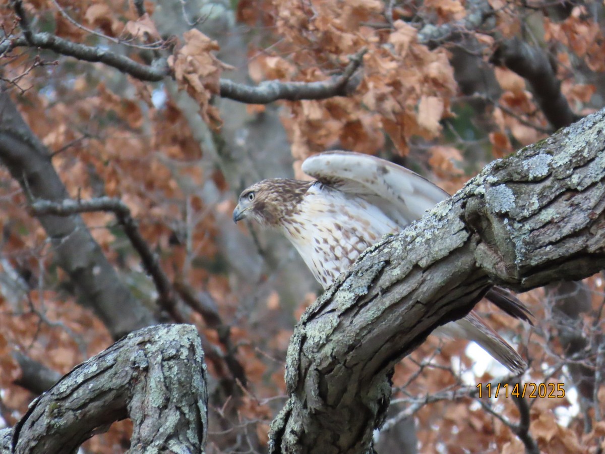 アカオノスリ - ML645338805