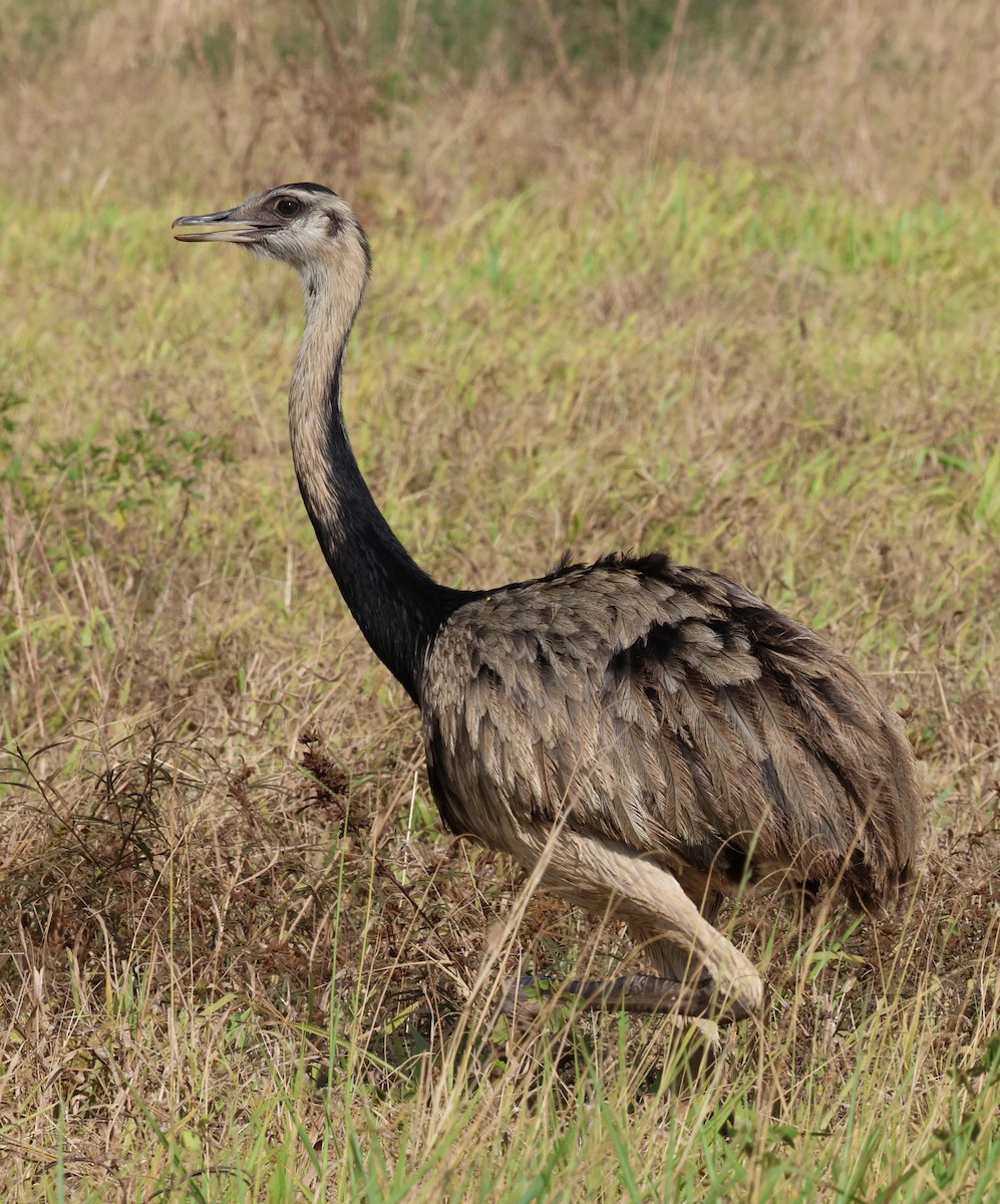 Greater Rhea - ML645338831