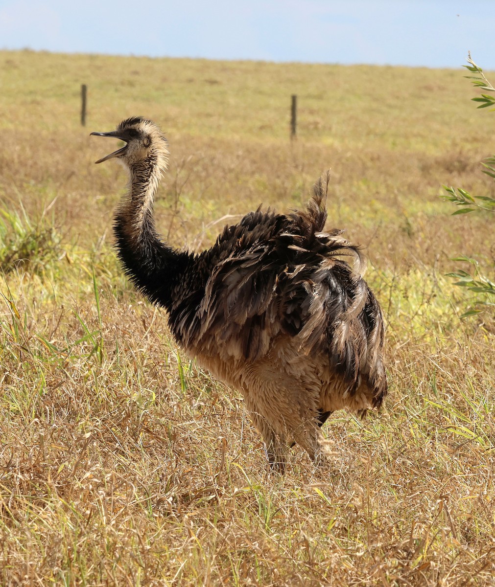 Greater Rhea - ML645338832