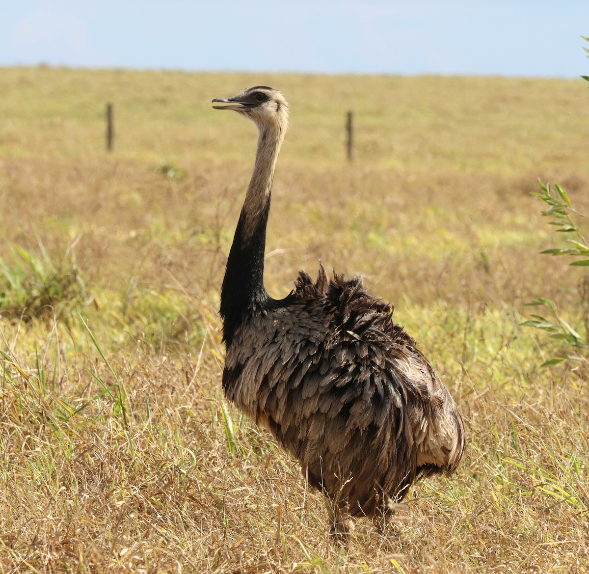 Greater Rhea - ML645338833