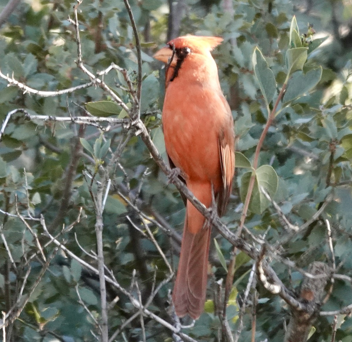 Northern Cardinal - ML645338835