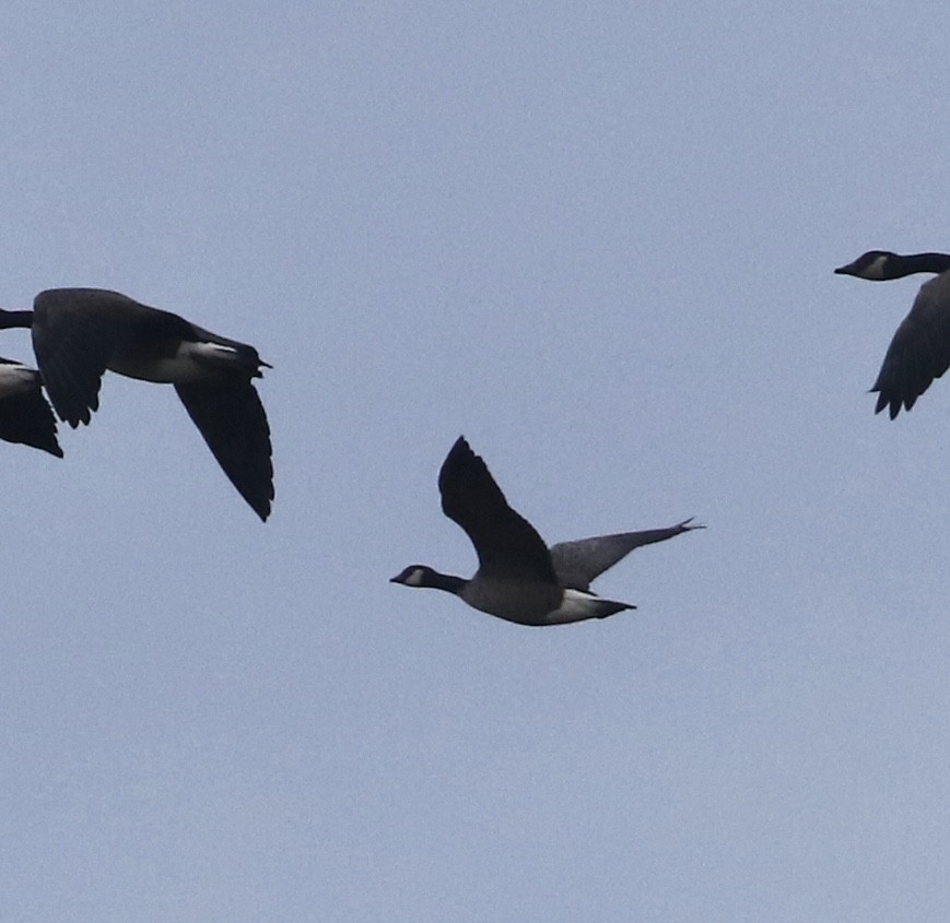 Cackling Goose - ML645338836