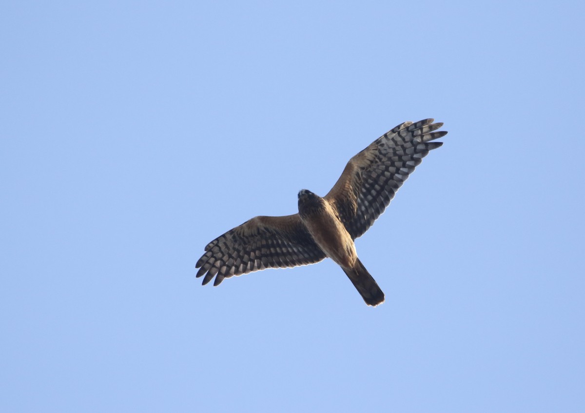 Northern Harrier - ML645338838