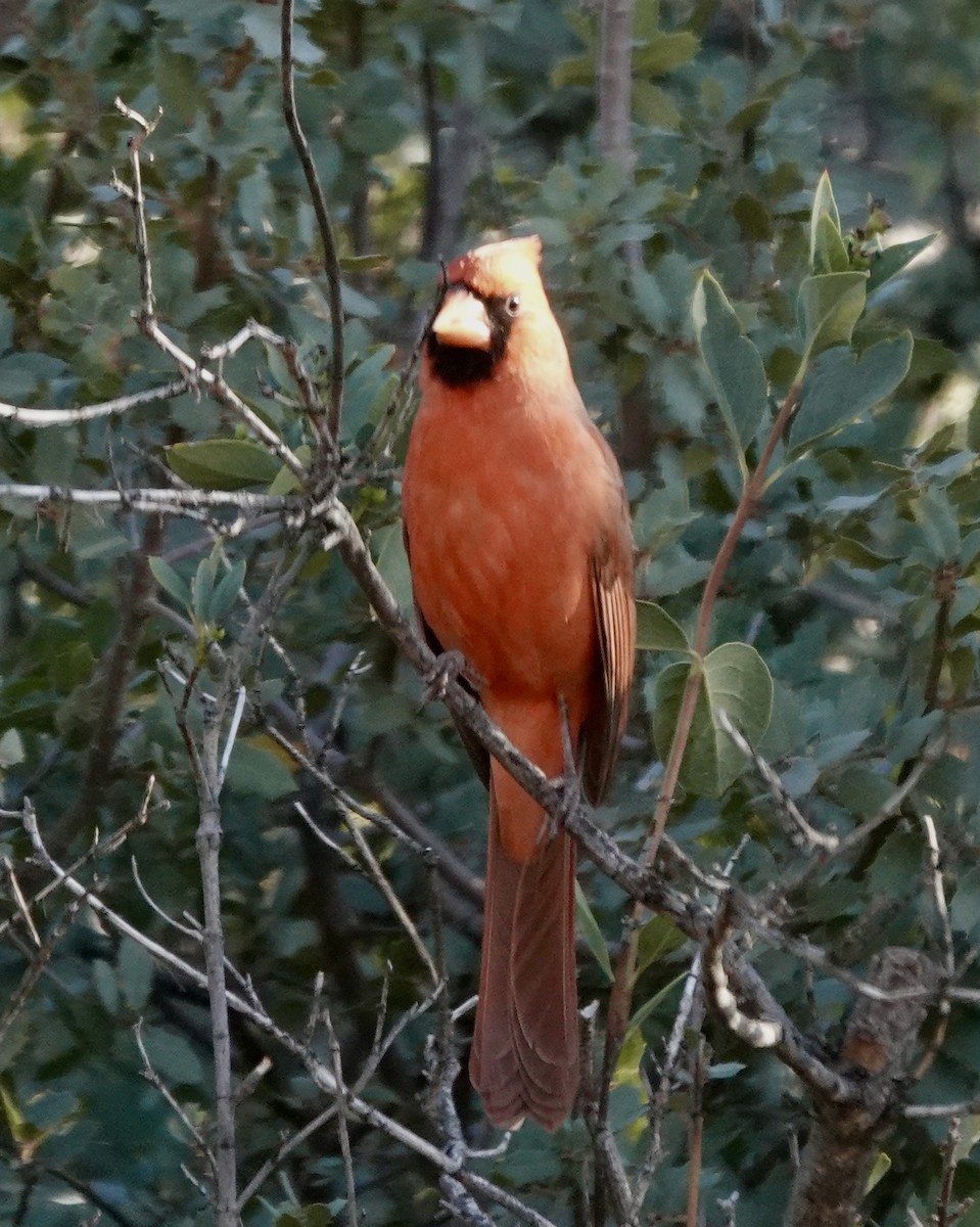 Northern Cardinal - ML645338840