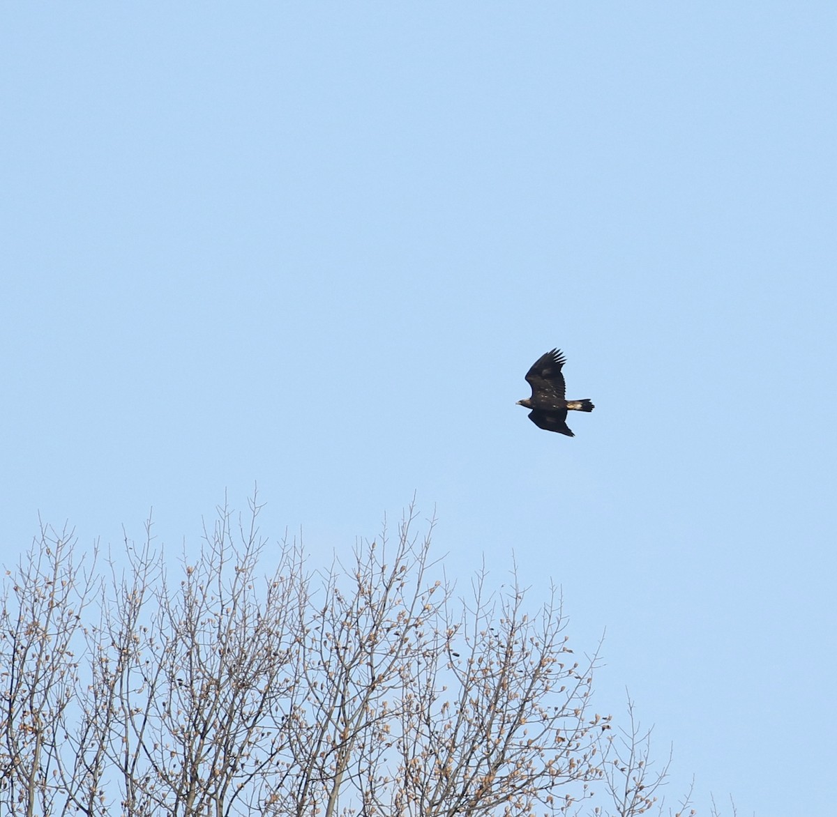 Golden Eagle - ML645338852