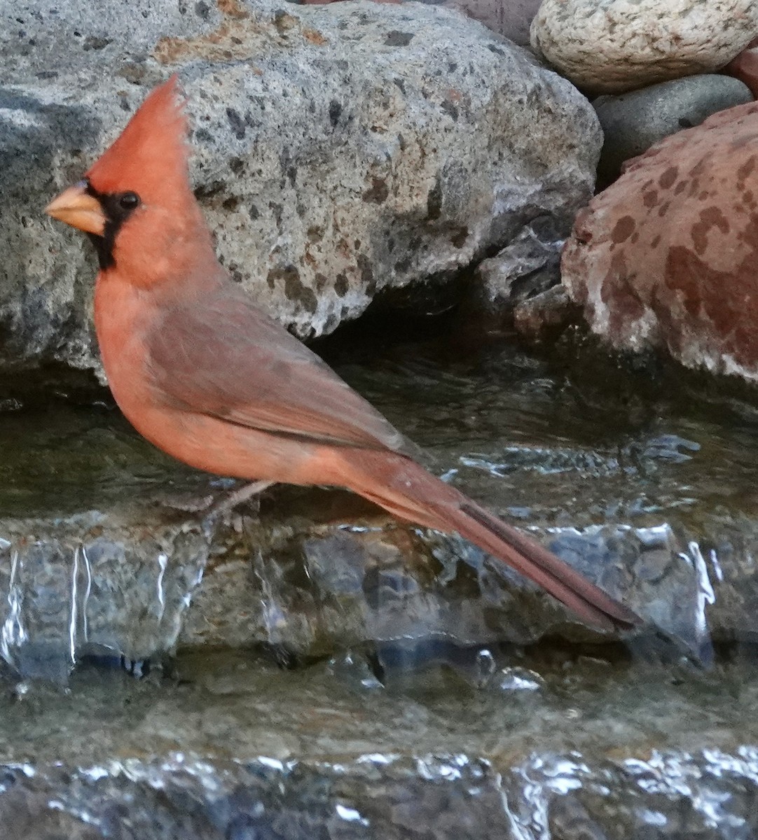 Northern Cardinal - ML645338853