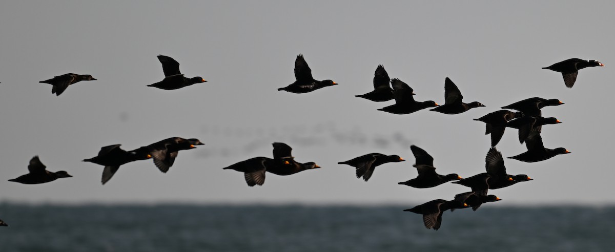 クロガモ - ML645338854