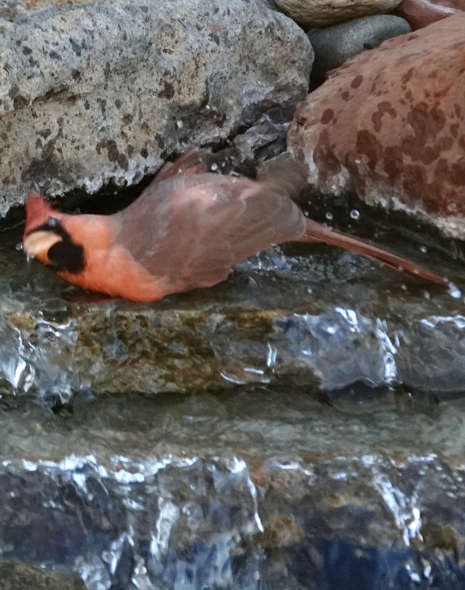 Northern Cardinal - ML645338856