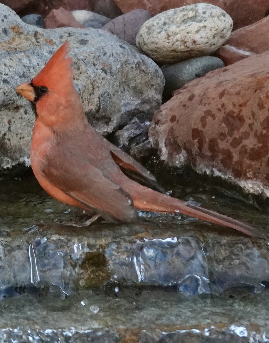 Northern Cardinal - ML645338857