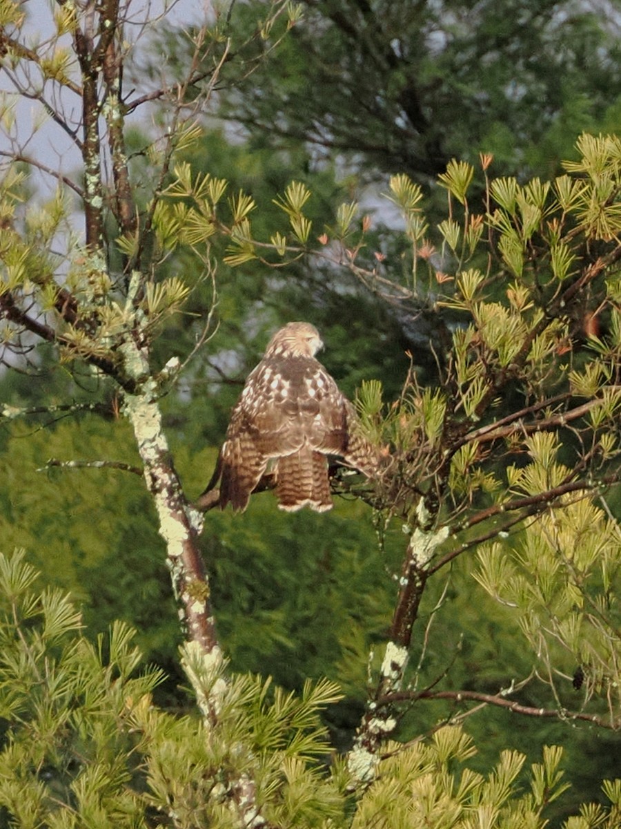 Red-tailed Hawk - ML645338864