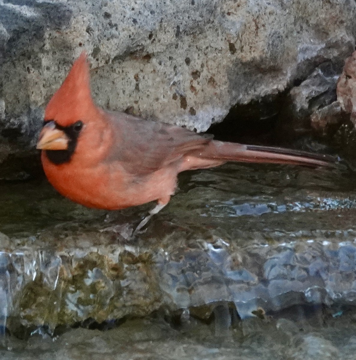 Northern Cardinal - ML645338870