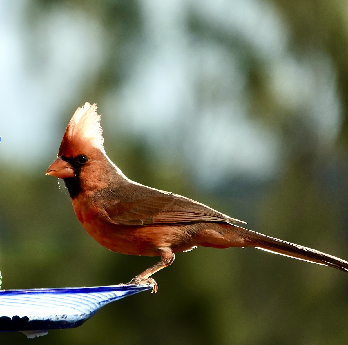 Northern Cardinal - ML645338878