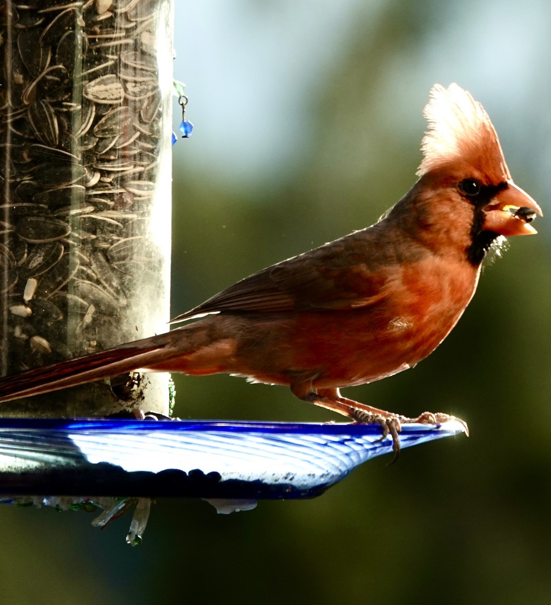 Northern Cardinal - ML645338880