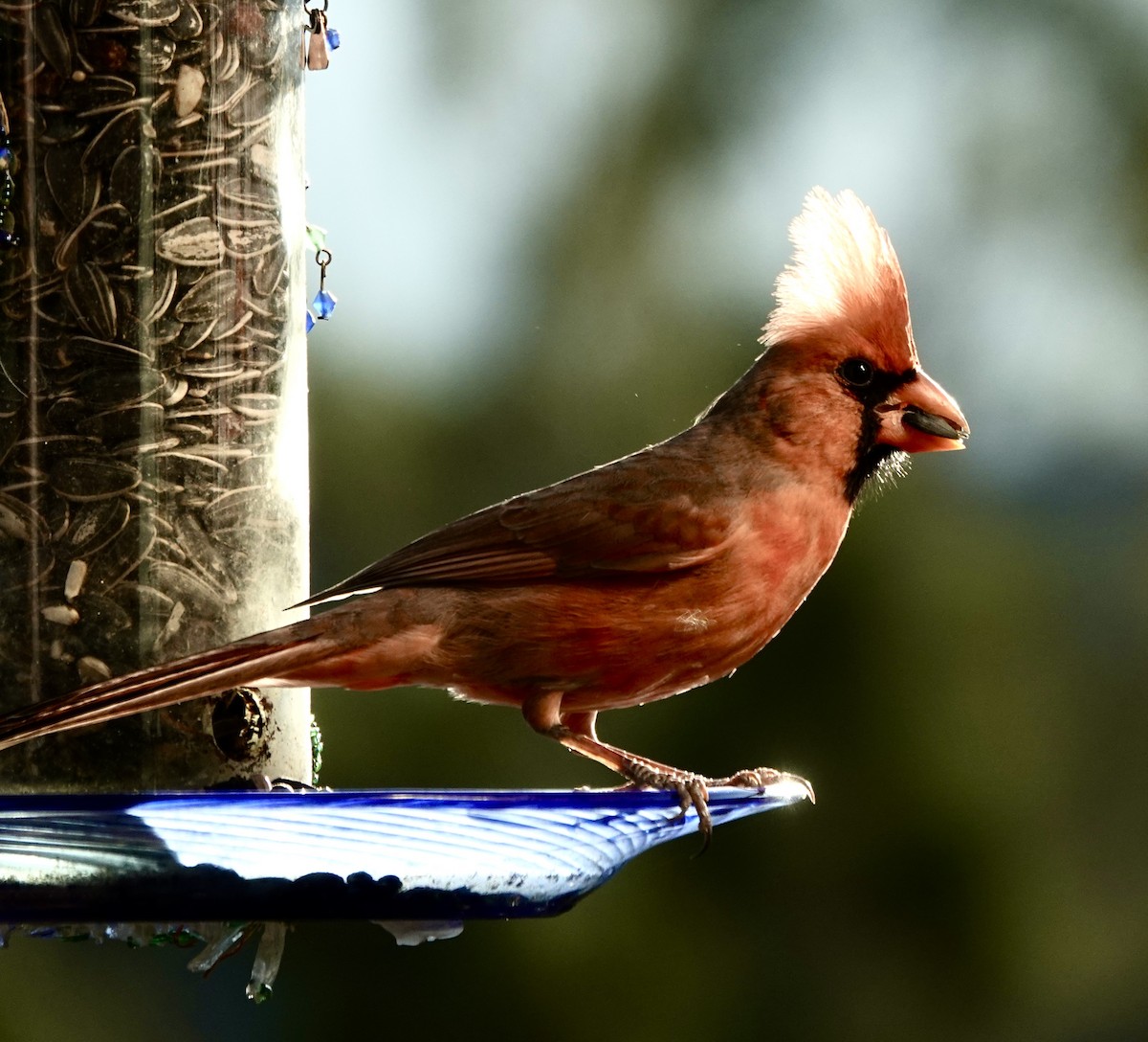 Northern Cardinal - ML645338886