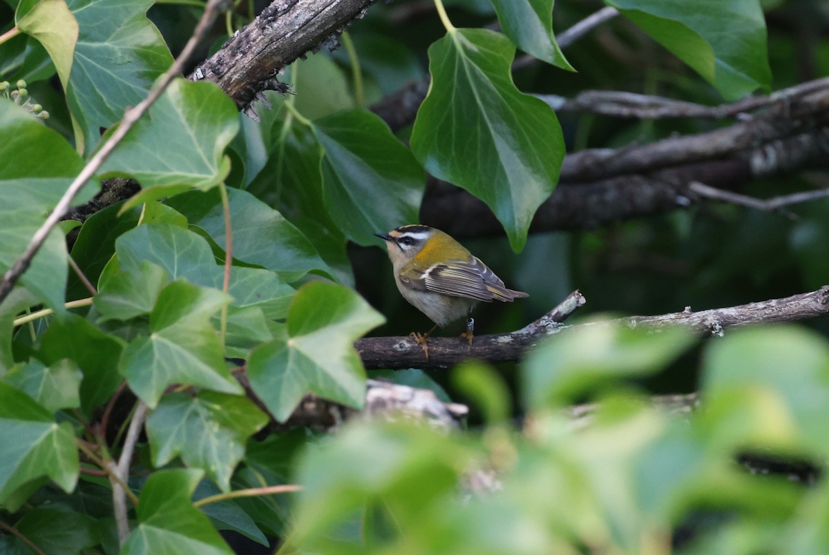Common Firecrest - ML645338898