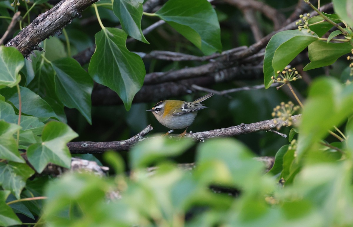 Common Firecrest - ML645338900