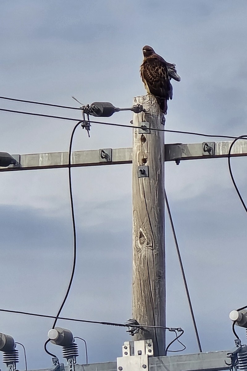Rotschwanzbussard (calurus/alascensis) - ML645338918