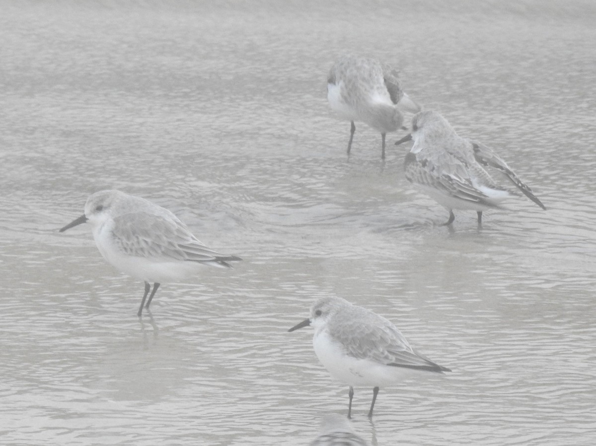 ミユビシギ - ML645338919