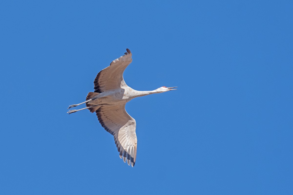 Sandhill Crane - ML645338920