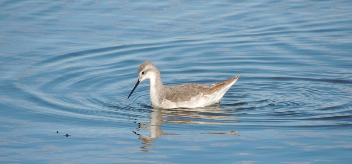 lyskonoh dlouhozobý - ML645338925