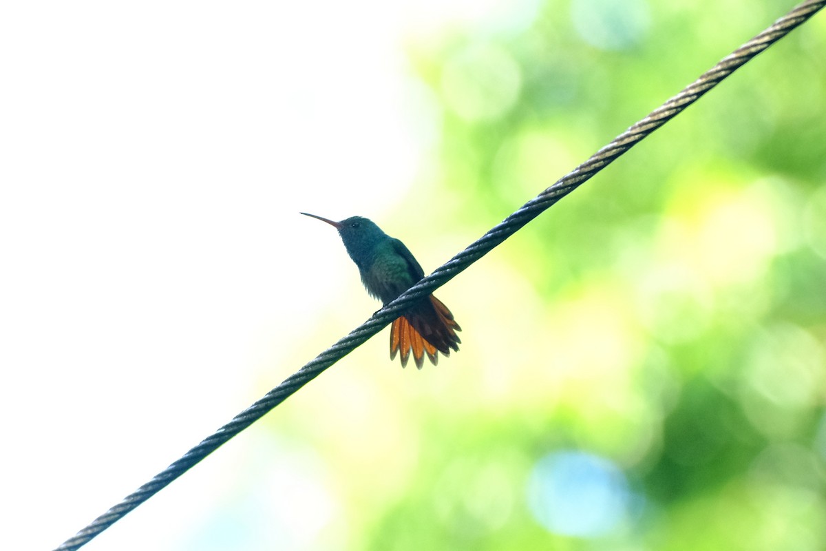 kolibřík rezavoocasý - ML645338937